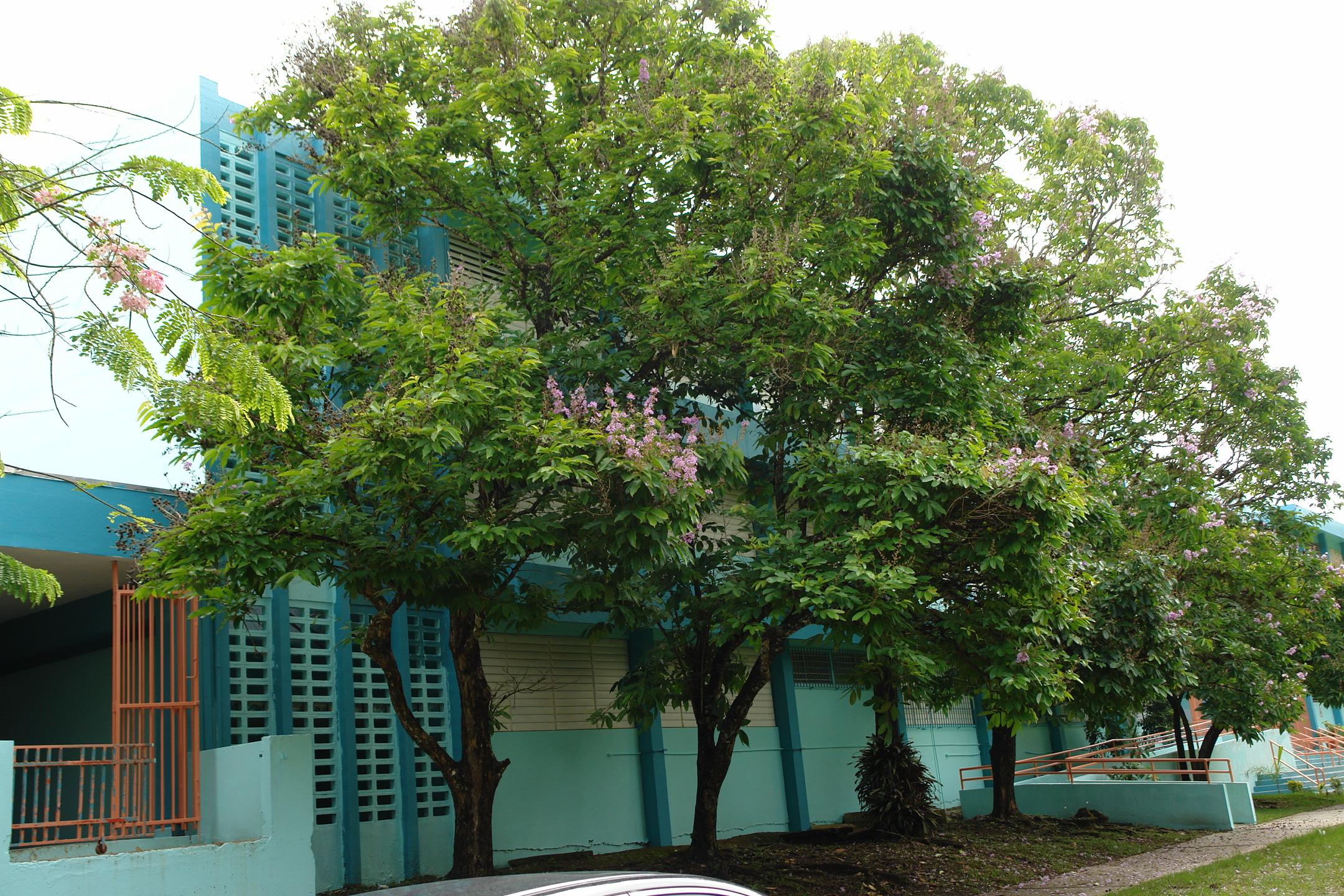 FDI - Aibonito - 2010 00035
